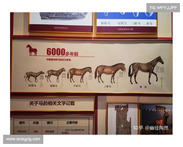 马的脚趾结构与其他动物的异同及其进化意义探析 马的脚趾结构与其他动物的异同及其进化意义探析