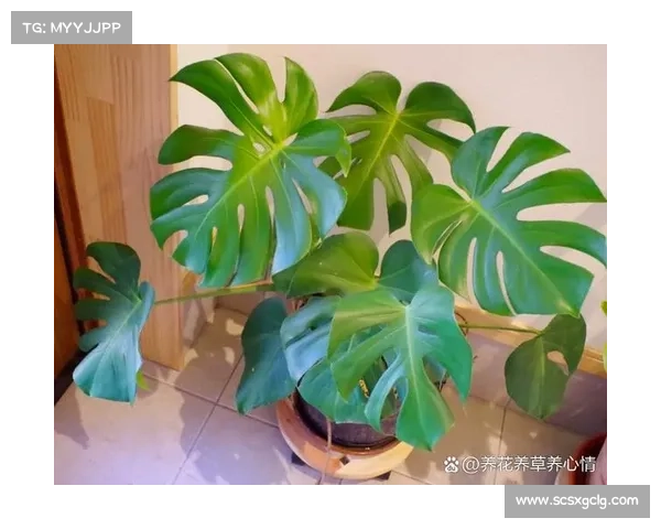 卷帘绿魔养护必知的五大技巧让你的植物更加生机勃勃 卷帘绿魔养护必知的五大技巧让你的植物更加生机勃勃